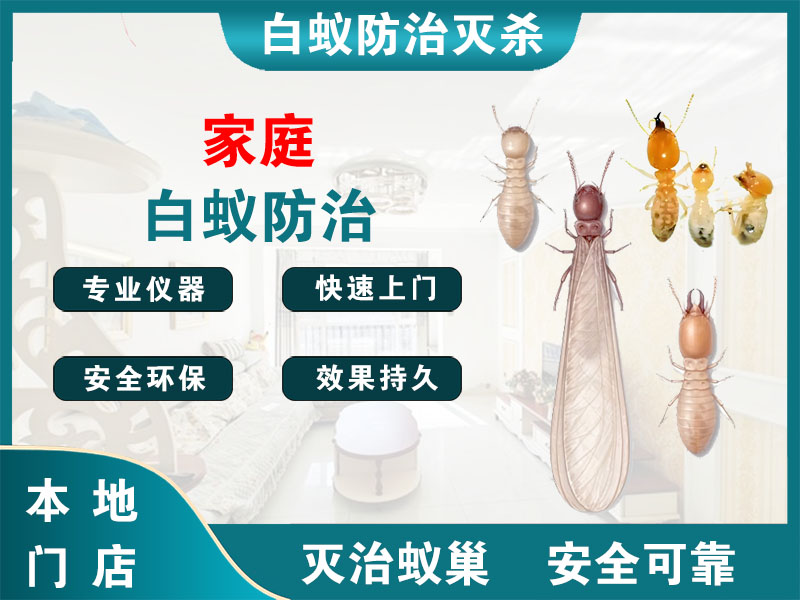 桐乡市家庭白蚁防治